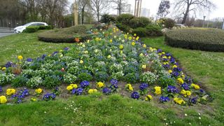 Myosotis sylvatica ‘Sylva’ Blue, ‘Snowsylva’ associé à Primula elatior Crescendo® F1 Blue & Yellow en massif. ©G. Baron